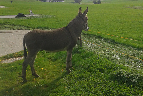 Ein Esel auf der freien Wiese