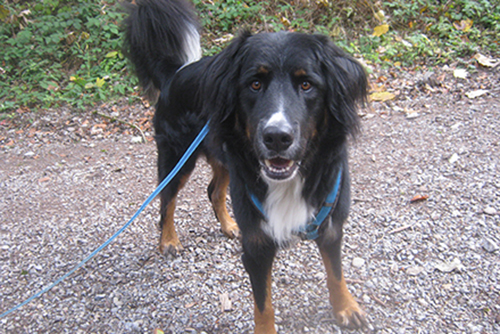 Hund an der Leine schaut freundlich in die Kamera