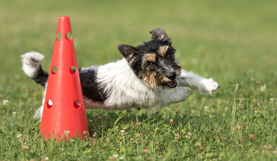 Flinker Hund beim Parkourlauf