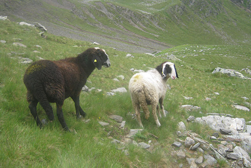 Zwei Schafe am Hügel